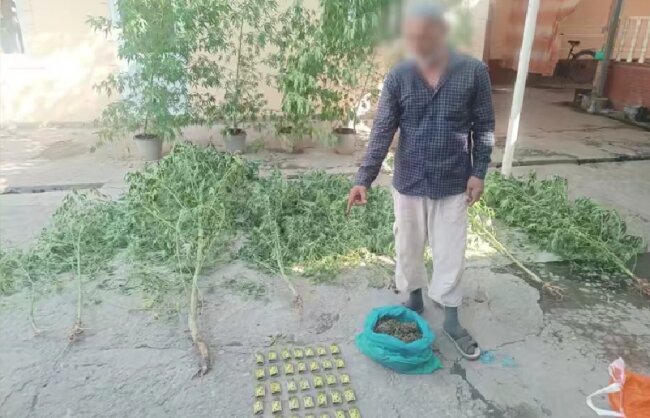 В Андижане пенсионер выращивал каннабис и продавал марихуану