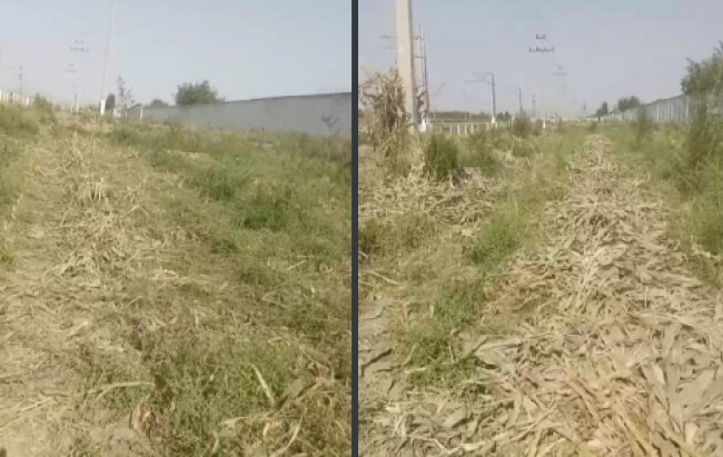 В Джизаке мужчина заплатит огромный штраф за уничтожение высаженных саженцев деревьев