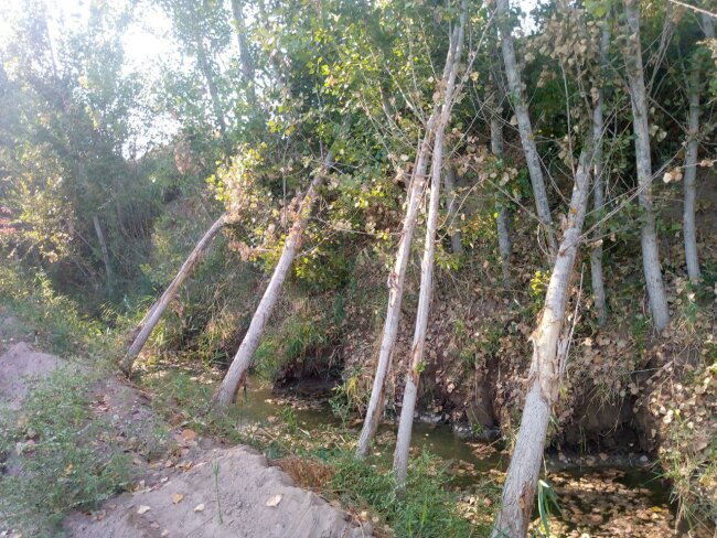 В Хорезме мужчина уничтожил 35 тополей