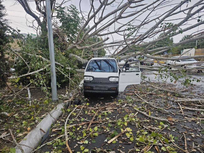 В Андижане дерево раздавило автомобиль «Damas»