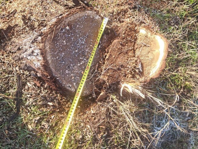 В Багдадском районе мужчина заплатит около 20 млн сумов за срубленное дерево