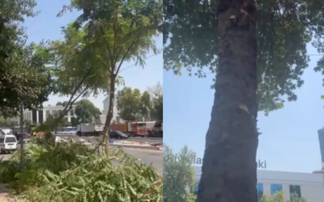 Очередная варварская обрезка деревьев произошла в Ташкенте