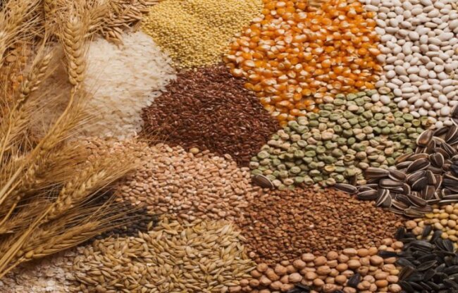 Назван ведущий регион Узбекистана по производству зерновых и зернобобовых культур