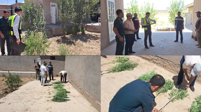 Житель Кашкадарьи планировал производить марихуану и продавать её