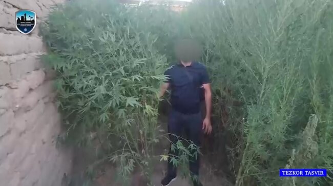 У двух жителей Навои выявили выращенные кусты каннабиса
