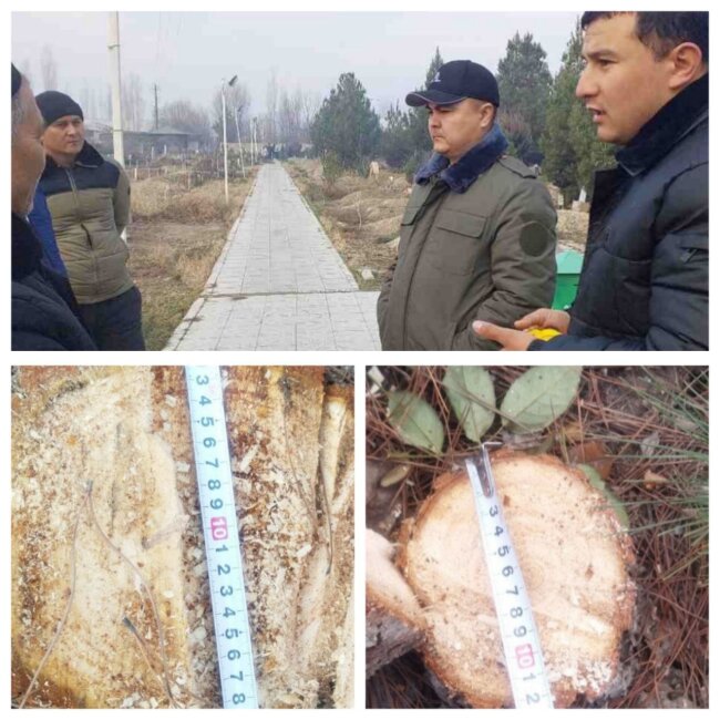 В Ферганской области с января 2024 года не могут наказать виновных в вырубке деревьев на кладбище