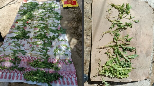 74-летний житель Джизака выращивал опийный мак и сушил десятки кустов