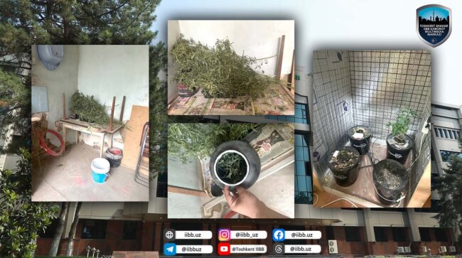 Житель Мирзо-Улугбекского района приютил мужчину, который выращивал каннабис и хранил марихуану