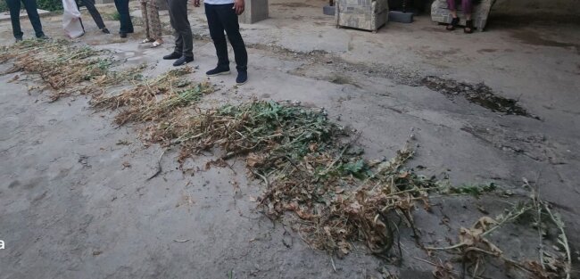 Более сотни кустов опийного мака выращивал пенсионер из Джизакской области