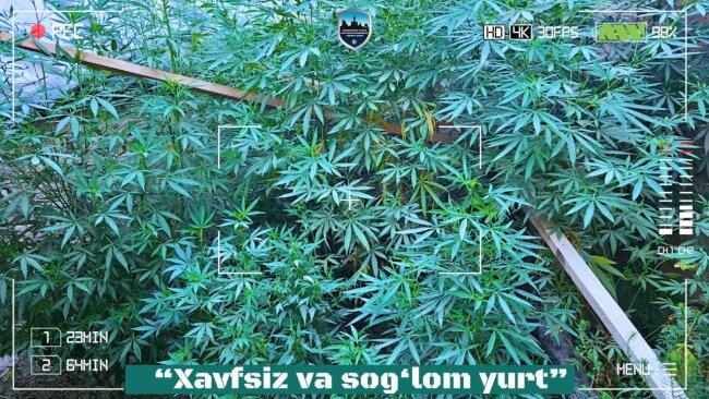Житель Шахрисабза выращивал каннабис