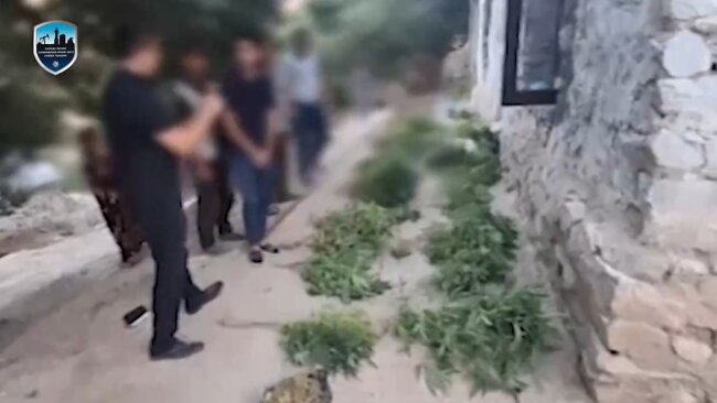 В Навоийской области мужчина выращивал каннабис и хранил марихуану