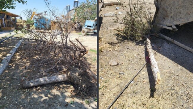 При строительстве малой ГЭС в Джизаке незаконно срубили дерево