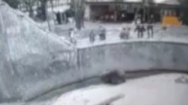 Женщина, которая бросила свою дочь к медведю в Ташкентском зоопарке, всё-таки убила её