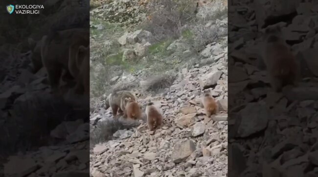 Прогулку бурой медведицы с медвежатами заметили в Гиссарском заповеднике