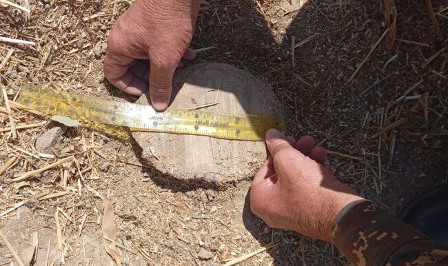 В Кашкадарье мужчина выплатит более 110 млн сумов за 4 срубленных дерева