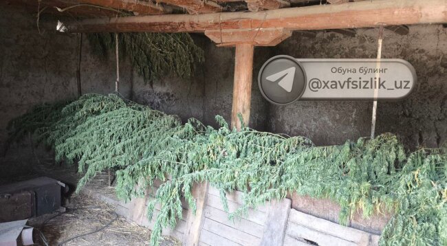 25кг марихуаны и 960гр. опия выявили сотрудники СГБ в Самаркандской области