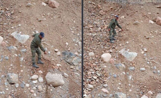 В Бостанлыкском районе обнаружили труп бурого медведя