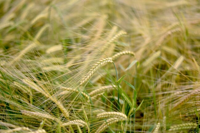 Назван регион Узбекистана, лидирующий в сборе урожая ячменя