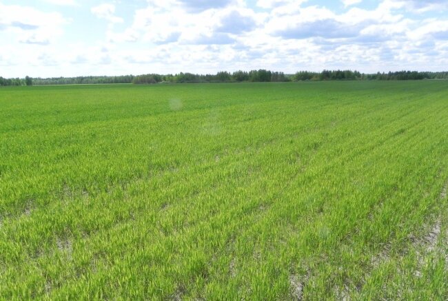 Узбекистан усиливает меры контроля за нецелевым использованием сельхоз земель