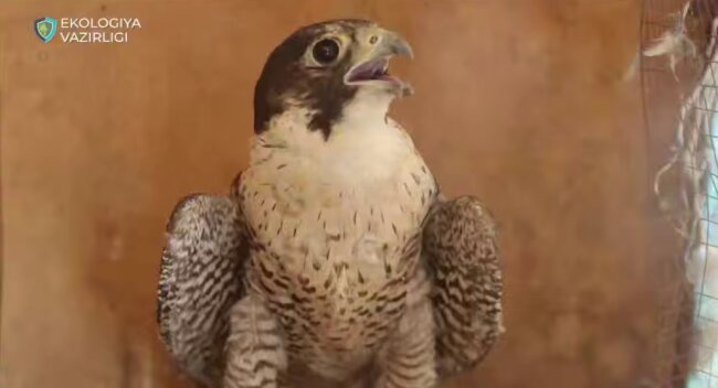 Более 620 млн сумов выплатит житель Ташкентской области за незаконное содержание диких птиц