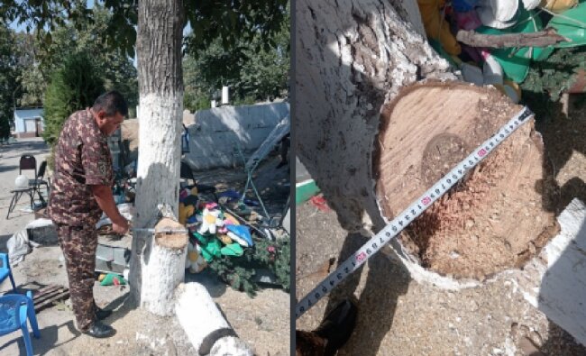 В одном из детских садов Шахрисабза незаконно спилили дерево