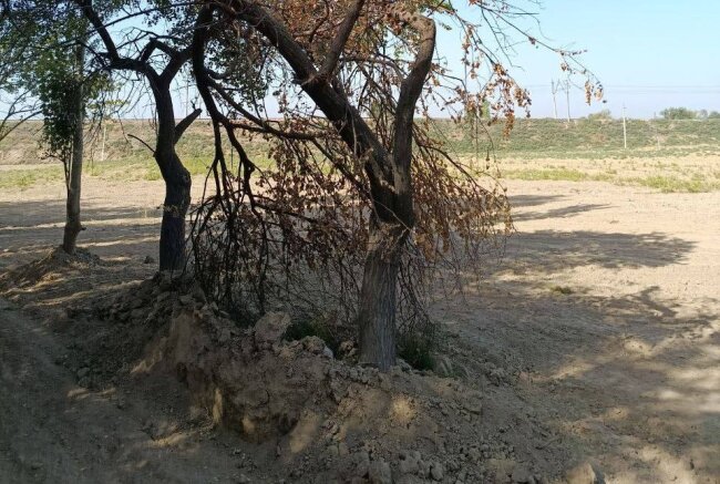 Более 40 млн сумов ущерба растительному миру причинило предприятие в Зангиатинском районе