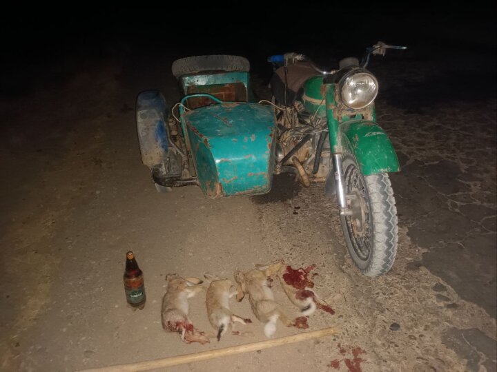 В Кашкадарье браконьеры жестоко расправились с зайцами