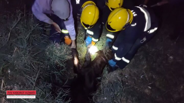 В Каракалпакстане сотрудники МЧС вытаскивали корову из колодца