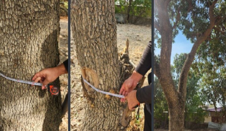 Экологи провели инвентаризацию деревьев на территории старого техникума в городе Чирчике