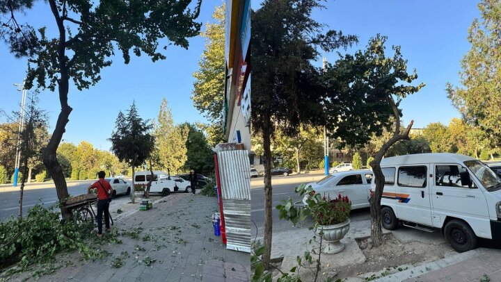Экологи наказали предпринимателя за безобразную обрезку дерева в Ташкенте