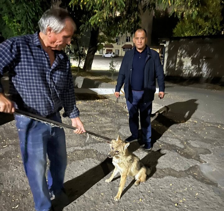 Шакал гулял по дворам Ташкента - он помещён в зоопарк