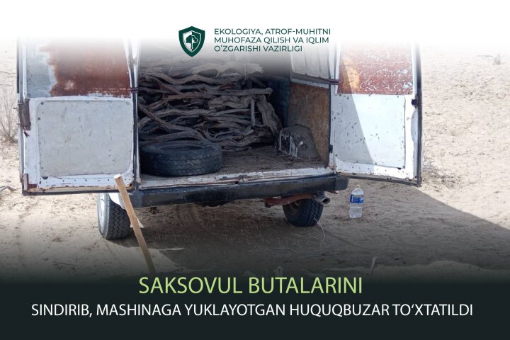 Житель Навои заплатит крупный штраф за вырубку саксаула