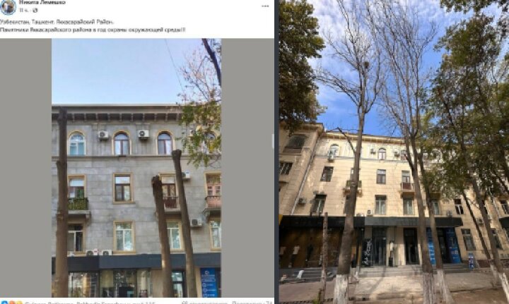 Не вырубка, а забота о безопасности: Экологи прокомментировали обрубленные деревья в Ташкенте