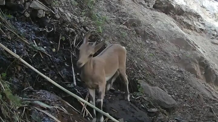 В природном парке «Юкори Тупаланг» Сурхандарьинской области в фотоловушку попали медведи