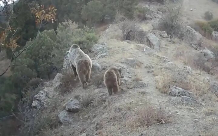 В природном парке «Юкори Тупаланг» Сурхандарьинской области в фотоловушку попали медведи
