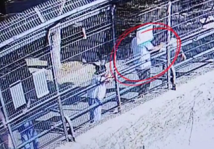 В Ташкентском зоопарке старик кидался камнями в тигра