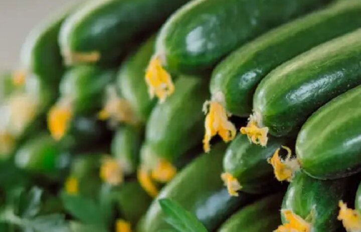 В Узбекистане смогли вырастить более 1 млн тонн огурцов