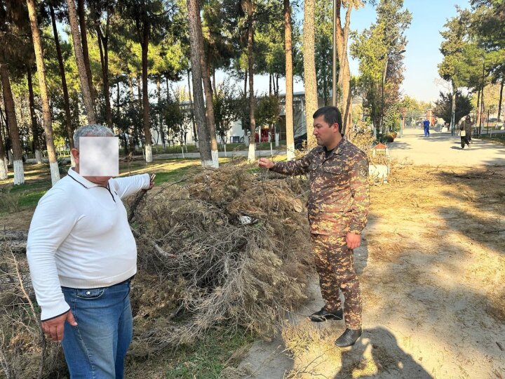 Ташкентцам рассказали зачем обрезают сосны возле городской больницы