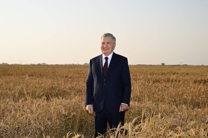 Шавкат Мирзиёев прогулялся по полю в Ташкентской области