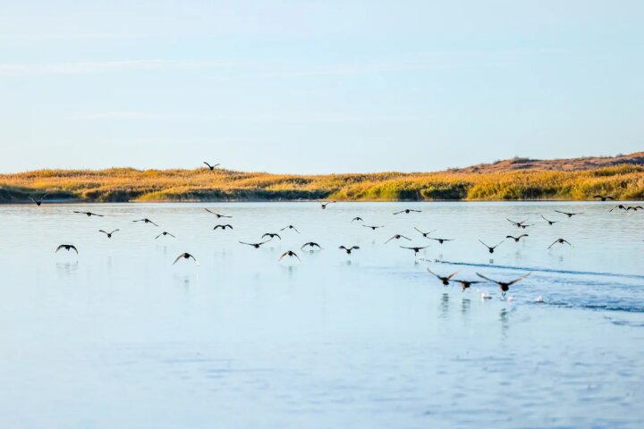 В Минэкологии Узбекистана сообщили о Всемирных днях наблюдения за птицами