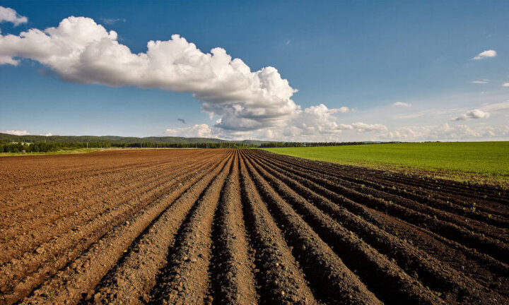 Арендатор сельхоз земли в Узбекистане теперь может использовать её в качестве залога