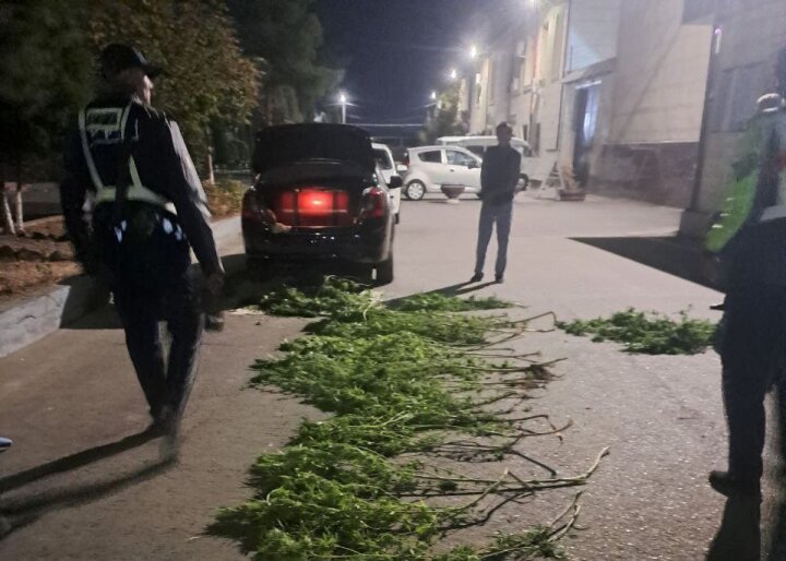 Десятки кустов каннабиса выявили в багажнике автомобиля «Lacetti» в Ташкенте