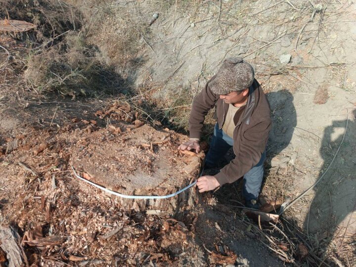 В Бухарской области спилили столетние деревья