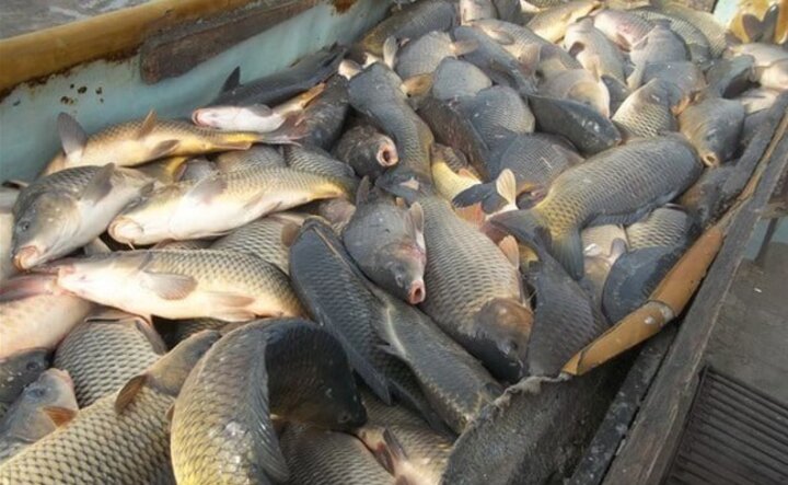 Объем вылова рыбы в Узбекистане вырос на 9,3 процента
