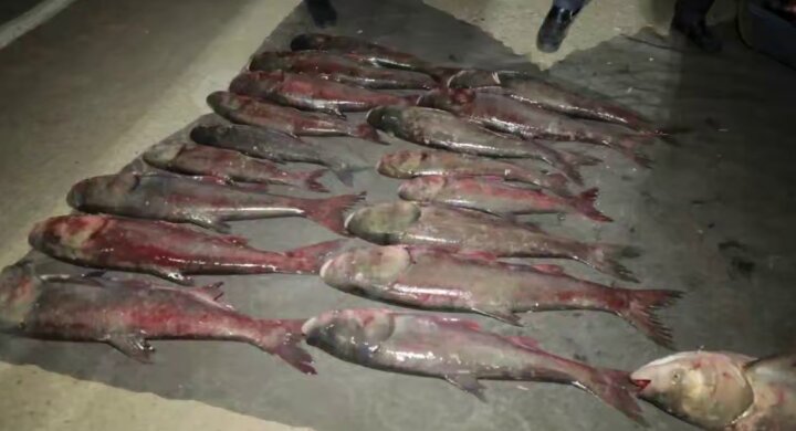 В Навои выявили и задержали браконьеров