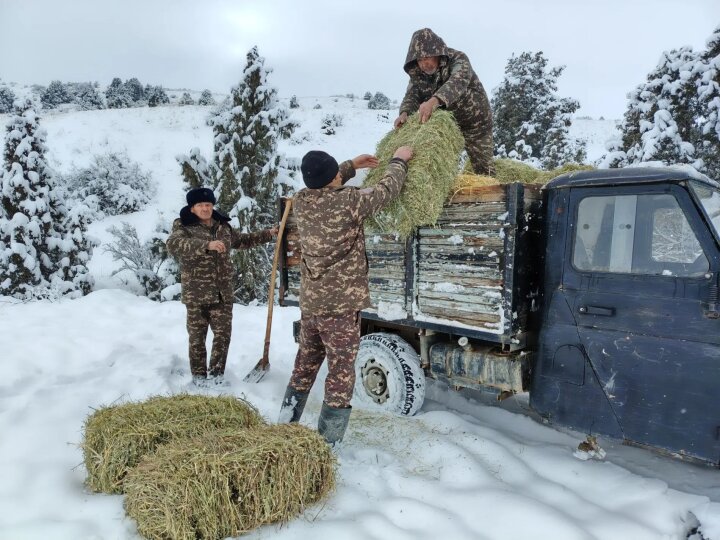 В Узбекистане в ОПТ проводят зимнюю подкормку диких животных