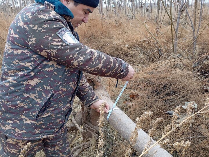 В Маргилане безжалостно вырубили 21 дерево