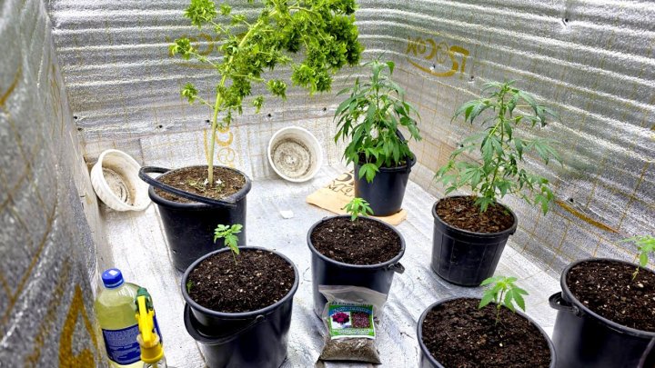 Свыше 40кг наркотических веществ выявили в Ташкенте за месяц