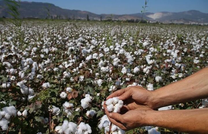В Узбекистане льготные кредиты поддержат интенсивные технологии в хлопководстве