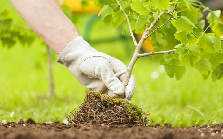 Абсурд: В Ташкенте гражданина оштрафовали на 82 млн за организацию зелёной зоны